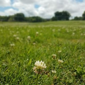 Meet your Posher, Monique